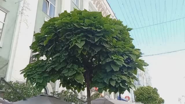 Деревья на Соборном смотреть онлайн