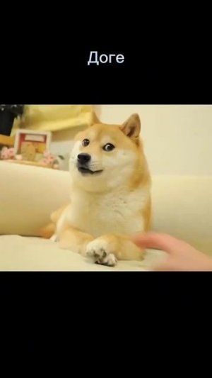 #смерть#доге#максвелл#эльгато#рекомендации