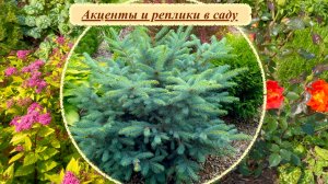 Групповые посадки и симметрия в многолетнем саду. Акценты и реплики.