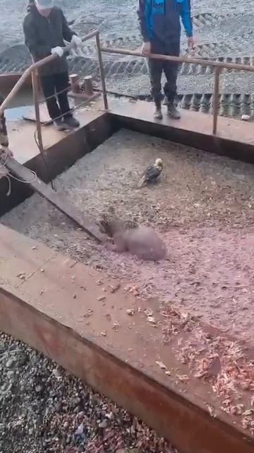 На Камчатке спасли медвежонка - угодившего в яму с рыбными отходами. смотреть онлайн