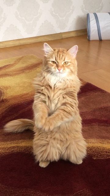 27.07.2023 Наша Муся!!!