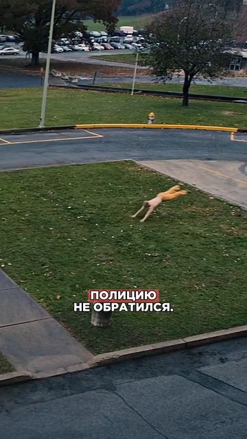 Почему ФАНАТ подрался с ДЖЕЙМСОМ МАКЭВОЙ? #джеймсмакэвой #звезды #новости #кино #актеры #shorts смотреть онлайн