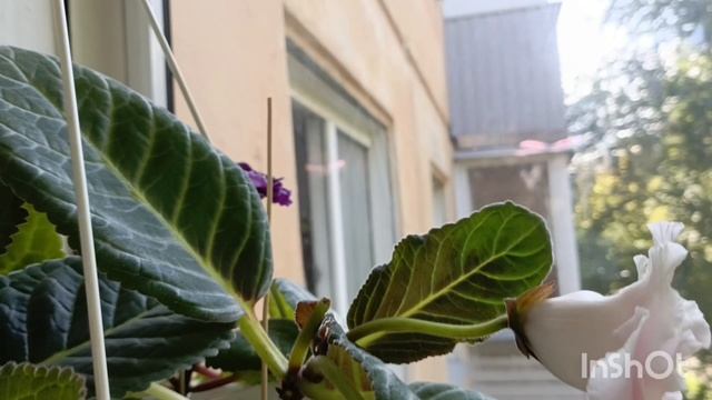 Цветение глоксиний в сентябре 😍
#глоксиния #цветыдлядома #осень смотреть онлайн