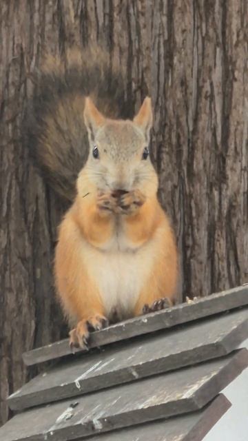 Сочи (Адлер) ,местная красавица