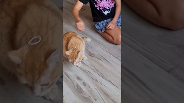 Ника играет с Роней! Чуть не укусил! смотреть онлайн