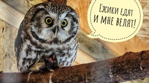 Кто из сов-переселенцев ест, а кто нет? Злой суч Лучик за решёткой. Валяем дурака Пса Кубика