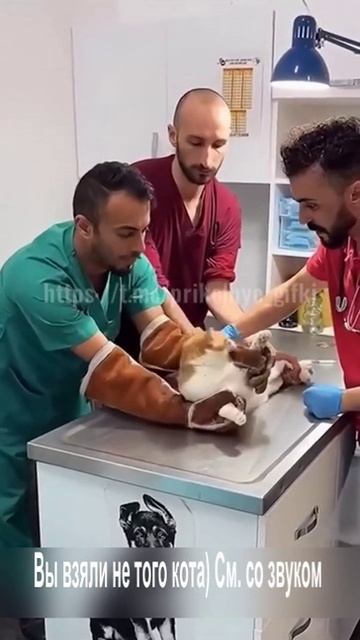 Вы взяли не того кота) См. со звуком