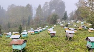 Закончили сезон пчеловодство 2025.пасека в сентябре.