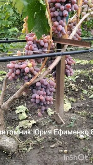 виноград Джифенг