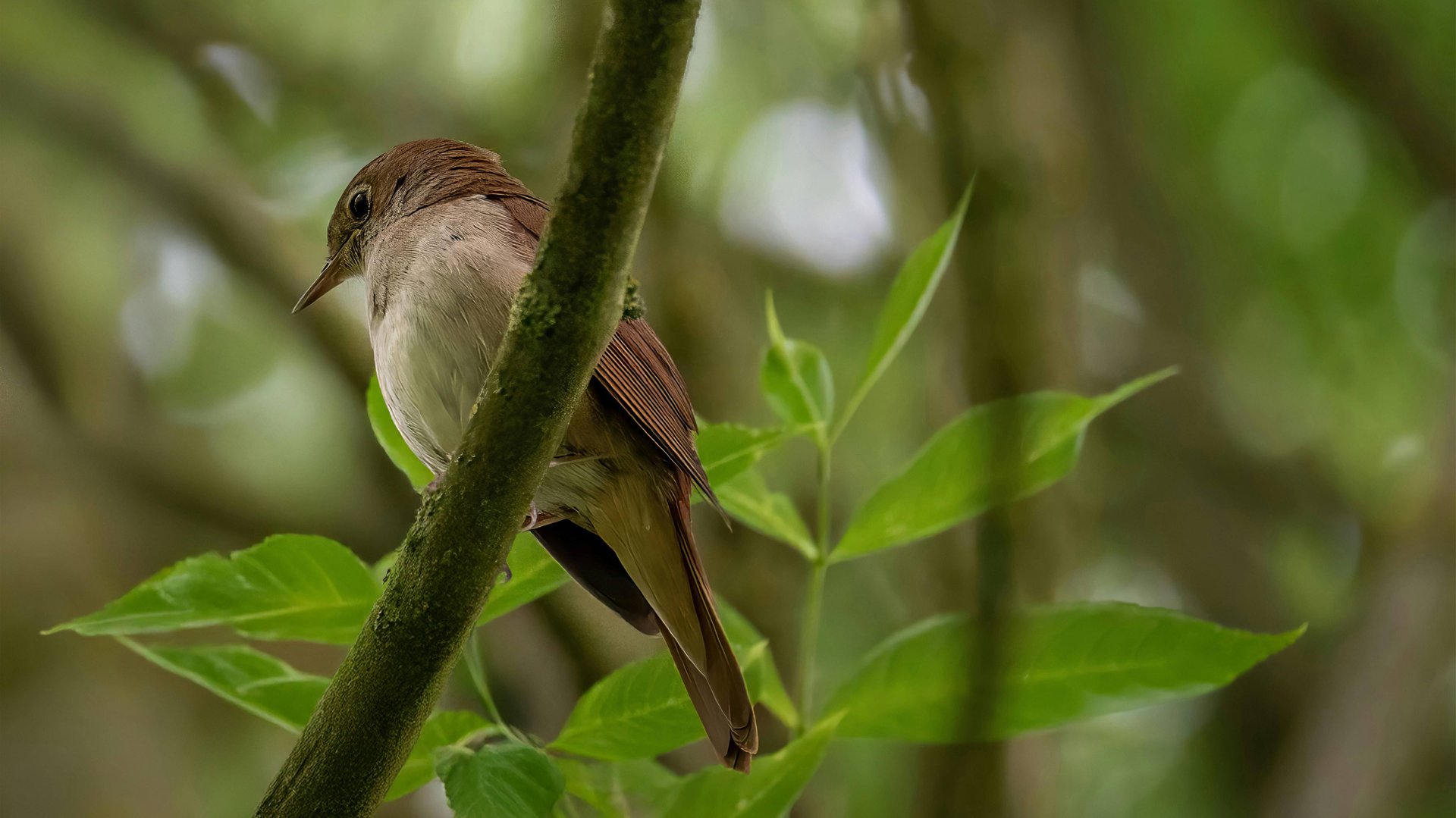 Пение соловья  | Birds Song