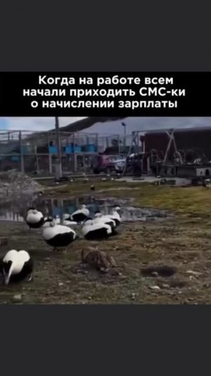 когда пришла зарплата