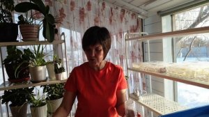 Начинаем сажать томаты-гномы.Оборудем место и свет для рассады. Так мы сажаем семена всех томатов.