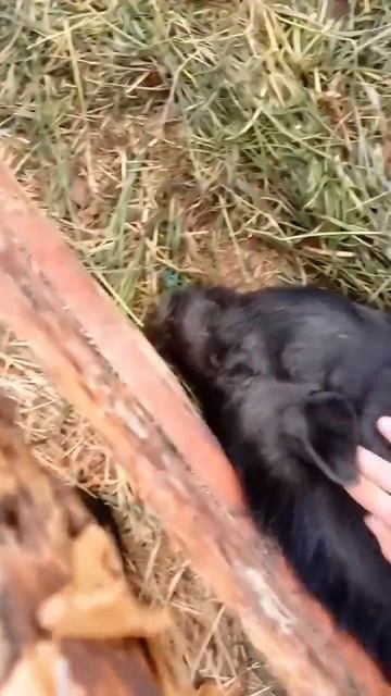 Поросячий СПА-САЛОН