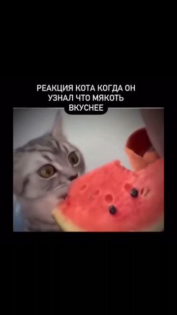 #кот #арбуз #вкус #животные смотреть онлайн