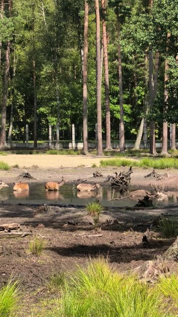 Олени в Пуще