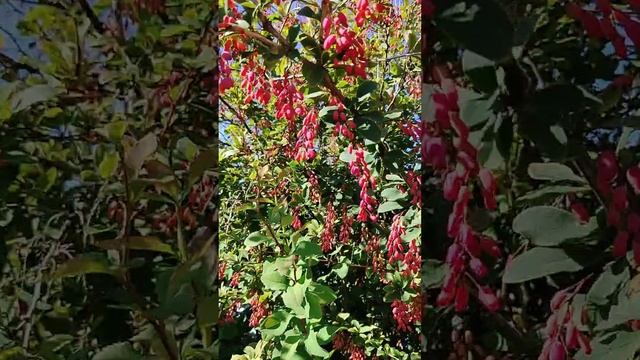 Какое оно утро в деревне?