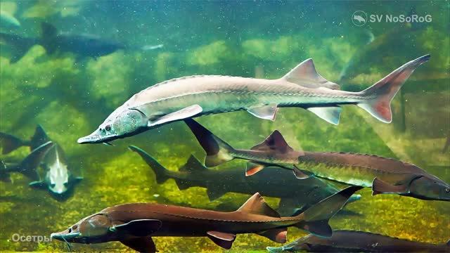 Сколько процентов может составлять икра от массы тела у представителей рода Осeтpы — Acipenser ? смотреть онлайн