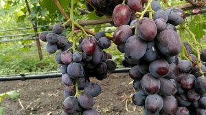виноград Эверест
