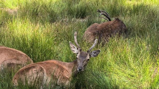 Олени в Беловежской Пуще