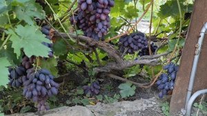 ТОРНАДО.КАЛУГИНА В.М.