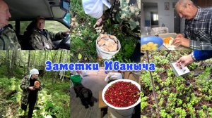 Тихая охота и сбор брусники