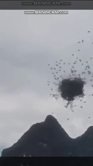 Жуткая аномалия с птицами смотреть онлайн