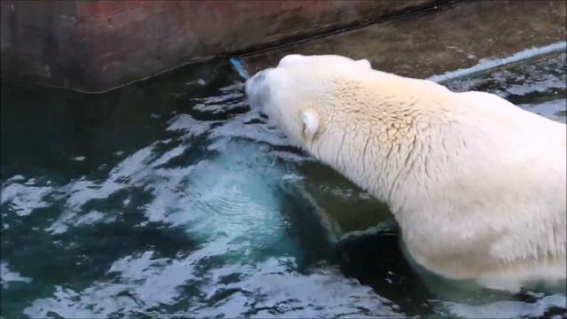 Кай поиграл с шаром и решил что нужен отдых 11.09.2025 смотреть онлайн