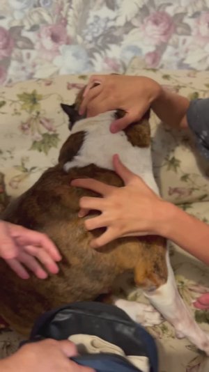 Наша собака не смогла родить сама..