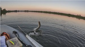 Рыбалка в сентябре 2025  ЩУКА и СУДАК на СПИННИНГ.  КРАСНОПЕРКА на ПОПЛАВОК в сентябре.