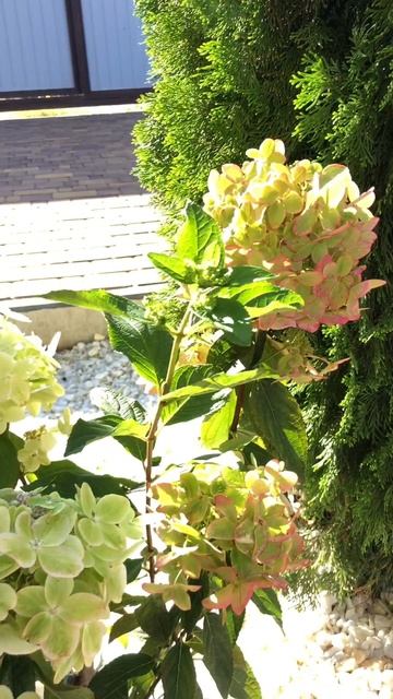 Метельчатая гортензия Metalica (Металика) Брать или не брать, отзыв о сорте #Hydrangeapaniculata смотреть онлайн