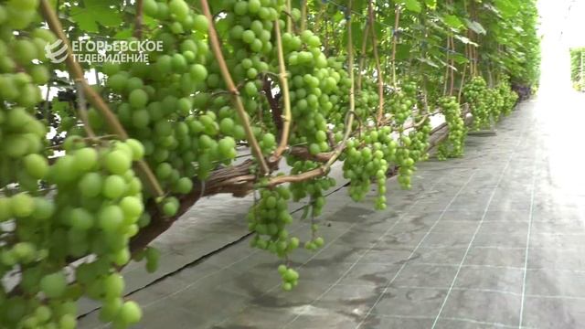 Новый выпуск программы "ДЕЛОВОЙ ЕГОРЬЕВСК" от 11.09.25 смотреть онлайн