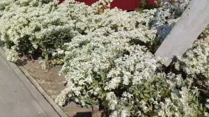 Станицы у моря. Гостагаевская. 1.09.25