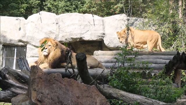 Львы поспали, походили и можно ещё прилечь отдохнуть 03.09.2025 смотреть онлайн