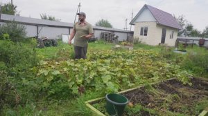 ДО ДЕКАБРЯ ВЫРАЩИВАЮ ОВОЩИ В СИБИРИ БУДУ СОБИРАТЬ ПОМИДОРЫ И ОГУРЦЫ ДО ЗИМЫ БЕЗ ТЕПЛИЦЫ