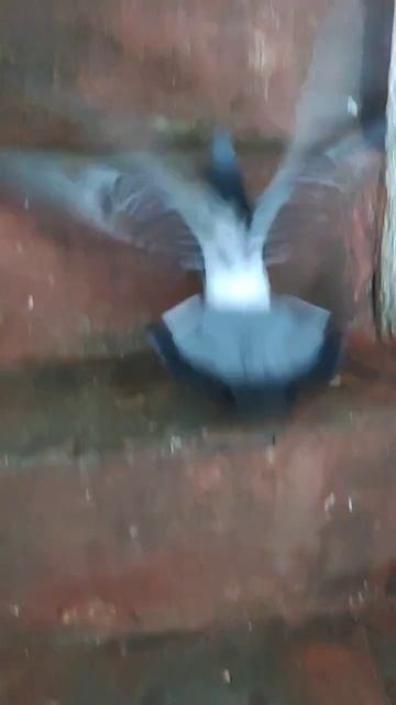 Голубь поднимается по лестнице смотреть онлайн