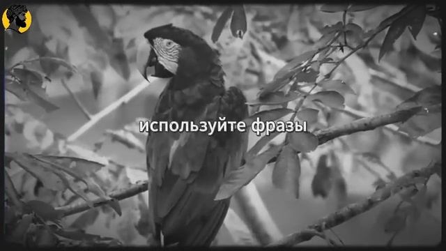 (33 УРОК) Как привлечь ее без единого прикосновения _ СТОИЦИЗМ смотреть онлайн