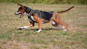 ЗАЯЦ ВЫШЕЛ НА НОМЕР ФИНСКАЯ ГОНЧАЯ ГОТОВИМСЯ К СЕЗОНУ ЗАЯЦ БЕЛЯК ЗОНА НАГОНКИ