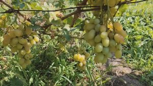 ТОР.КАЛУГИНА В.М.