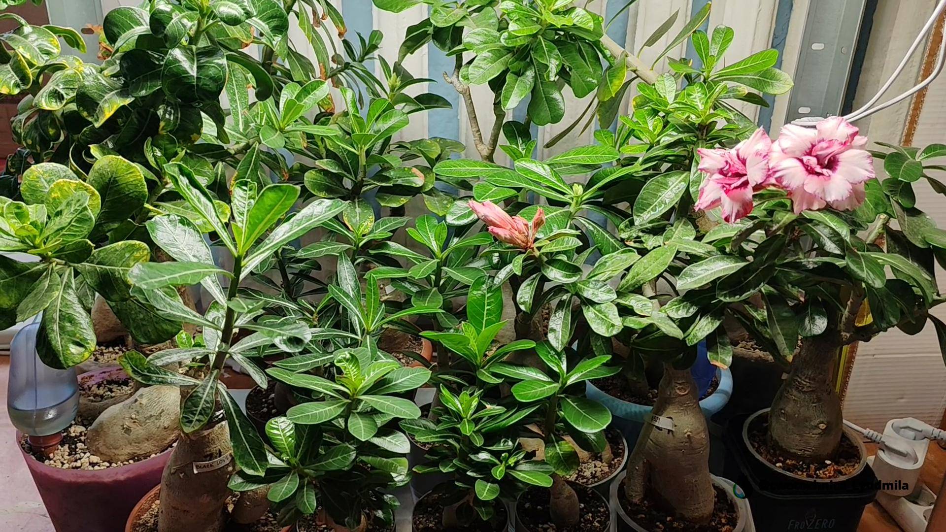 Мои адениумы и пересадка последнего сеянца