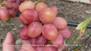 Самый сладкий виноград 05 .09 25 год , Новороссийск, часть 1.