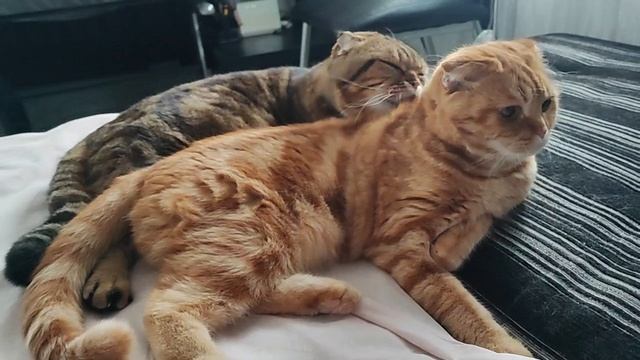 Всем доброго утра и удачного дня☺🤩🍀 смотреть онлайн