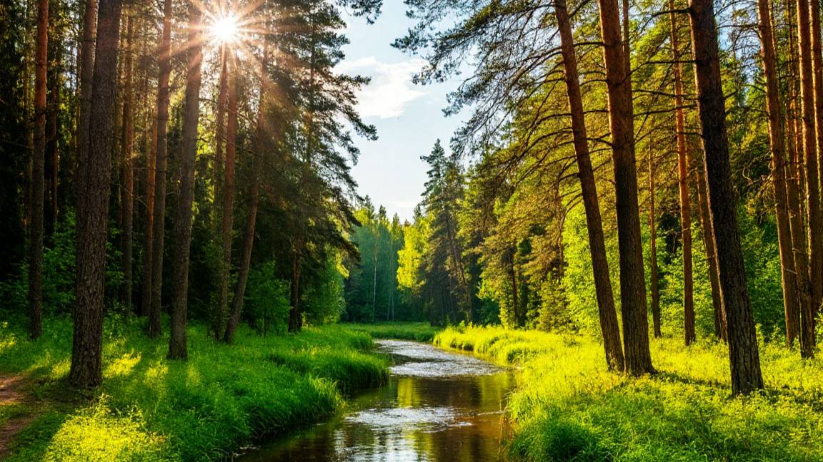 ©Лес чудес. Сергей Весенин-стихи смотреть онлайн