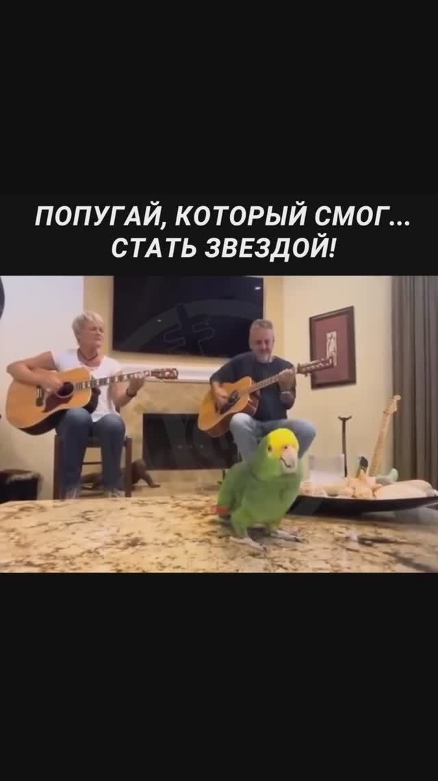 Талантливый попугай стал звездой сети, блестяще исполнив культовую песню Боба Дилана «Knockin' on смотреть онлайн