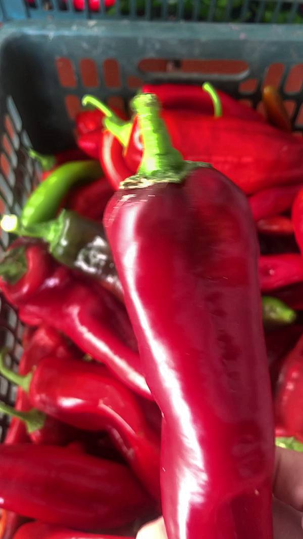 ЯЩИК ПЕРЦЕВ С ОДНОГО КУСТА - суперурожайный сорт перца!