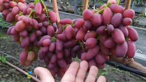 Виноградное АССОРТИ в сентябре 2025г.
   ЧАСТЬ 3 !!!