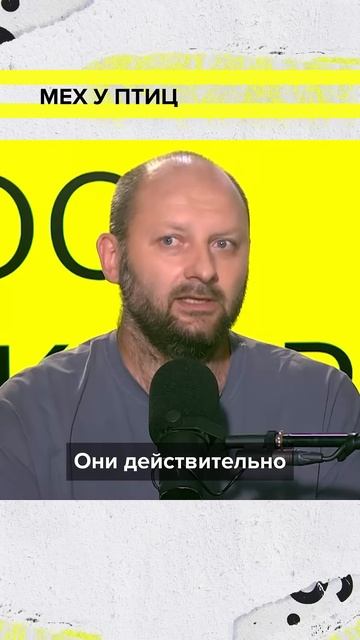 Бывает ли мех у птиц? | Александр Каширский Лекция 2025 | Мослекторий смотреть онлайн