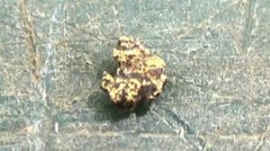 Природная ловушка для самородного Золота на реке!