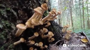 Сбор грибов в сентябре! Опята, белые!