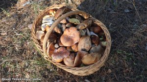 Боровик сетчатый,  подберёзовики и другие грибы в Хреновском бору