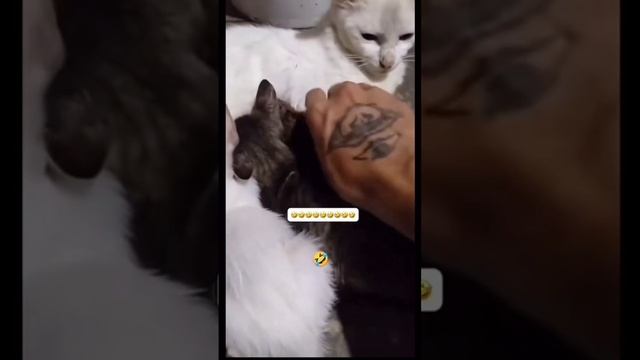 СМЕШНЫЕ ВИДЕО 😆 смотреть онлайн